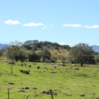 Łąki przy drodze do Selva Verde.