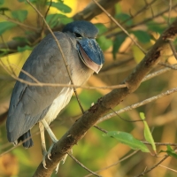 Rakojad - Cochlearius cochlearius - Boat-billed Heron