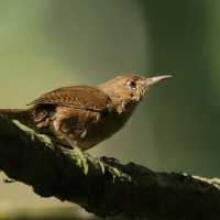 Strzyżyk śpiewny - Troglodytes aedon - House Wren