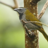Ziarnołusk płowogardły - Saltator maximus - Buff-throated Saltator