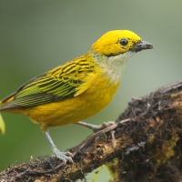 Tangarka cytrynowa - Tangara icterocephala - Silver-throated Tanager