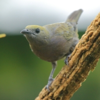 Tangarka palmowa - Thraupis palmarum - Palm Tanager