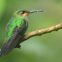 Brylancik niebieskogardły - Heliodoxa jacula - Green-crowned Brilliant