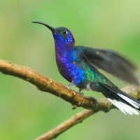 Zapylak fioletowy - Campylopterus hemileucurus - Violet Sabrewing