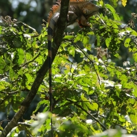 Nizinny las deszczowy.