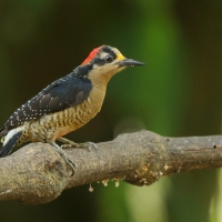 Dzięciur pstry - Melanerpes pucherani - Black-cheeked Woodpecker