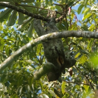 Wiszący 30 m nad ziemią leniwiec.