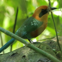 Piłodziób rdzawy - Baryphthengus martii - Rufous Motmot