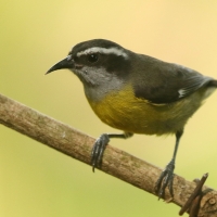 Cukrzyk - Coereba flaveola - Bananaquit