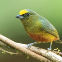Organka zielonkawa - Euphonia gouldi - Olive-backed Euphonia