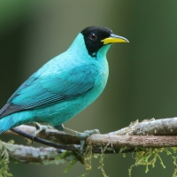 Seledynek - Chlorophanes spiza - Green Honeycreeper