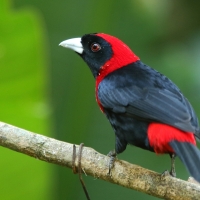 Tapiranga maskowa - Ramphocelus sanguinolentus - Crimson-collared Tanager