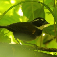 Ciszek złotodzioby - Arremon aurantiirostris - Orange-billed Sparrow