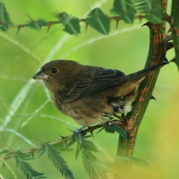 Polniczka - Volatinia jacarina - Blue-black Grassquit