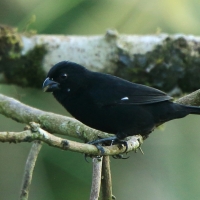 Ziarnojadek kruczy - Sporophila corvina - Variable Seedeater