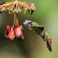 Szmaragdzik brązowosterny - Amazilia tzacatl - Rufous-tailed Hummingbird