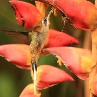 Pustelnik długodzioby - Phaethornis longirostris - Long-billed Hermit