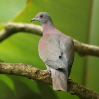Gołąbczak różowawy - Patagioenas cayennensis - Pale-vented Pigeon