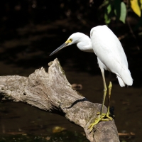 Czapla śnieżna - Egretta thula - Snowy Egret