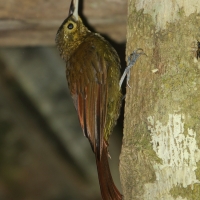 Mieczonos ciemnogłowy - Xiphorhynchus erythropygius - Spotted Woodcreeper