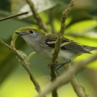 Lasówka rdzawoboczna - Setophaga pensylvanica - Chestnut-sided Warbler