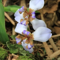 Storczyki kwitnące w dżungli.