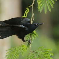 Wilgowron meksykański - Quiscalus mexicanus - Great-tailed Grackle