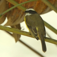 Bentewi krasnociemieniowy - Myiozetetes similis - Social Flycatcher