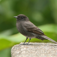 Fibik czarny - Sayornis nigricans - Black Phoebe