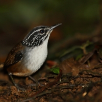 Stokowczyk białopierśny - Henicorhina leucosticta - White-breasted Wood Wren