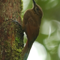 Łażczyk okopcony - Dendrocincla fuliginosa - Line-throated Woodcreeper