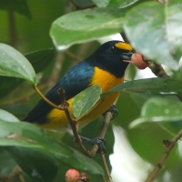 Organka białorzytna - Euphonia minuta - White-vented Euphonia