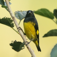Czyż żółtobrzuchy - Carduelis xanthogastra - Yellow-bellied Siskin