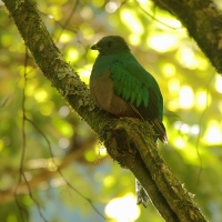 Kwezal herbowy - Pharomachrus mocinno - Resplendent Quetzal