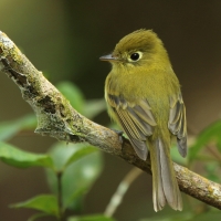Empidonka żółtobrzucha - Empidonax flaviventris - Yellow-bellied Flycatcher