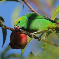 Tęczanka złotobrewa - Chlorophonia callophrys - Golden-browed Chlorophonia
