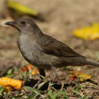 Drozd górski - Turdus plebejus - Mountain Thrush