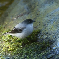 Tyranek szary - Serpophaga cinerea - Torrent Tyrannulet