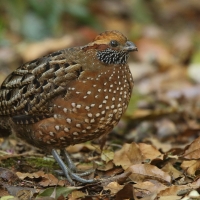 Przepiór brązowy - Odontophorus guttatus - Spotted Wood Quail