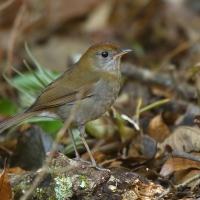Drozdek rdzawogłowy - Catharus frantzii - Ruddy-capped Nightingale-Thrush