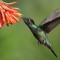 Ametyścik cienkodzioby - Eugenes fulgens - Magnificent Hummingbird