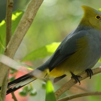 Jedwabniczka długosterna - Ptiliogonys caudatus - Long-tailed Silky-flycatche