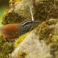 Stokowczyk szaropierśny - Henicorhina leucophrys - Gray-breasted Wood Wren
