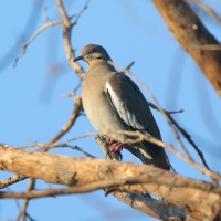 Gołębiak białoskrzydły - Zenaida asiatica - White-winged Dove