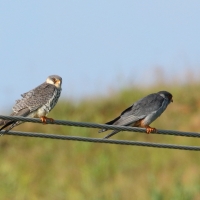 Kobczyk amurski -- Falco amurensis - Amur Falcon