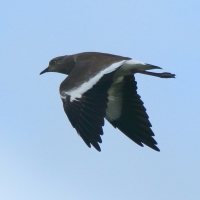 Czajka czarnoskrzydła - Vanellus melanopterus - Black-winged Lapwing