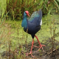 Modrzyk afrykański - Porphyrio  madagascariensis - African Swamphen