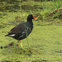 Kokoszka - Gallinula chloropus	- Common Moorhen