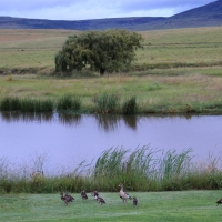 Okolice Wakkerstroom.