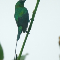 Nektarnik malachitowy - Nectarinia famosa - Malachite Sunbird